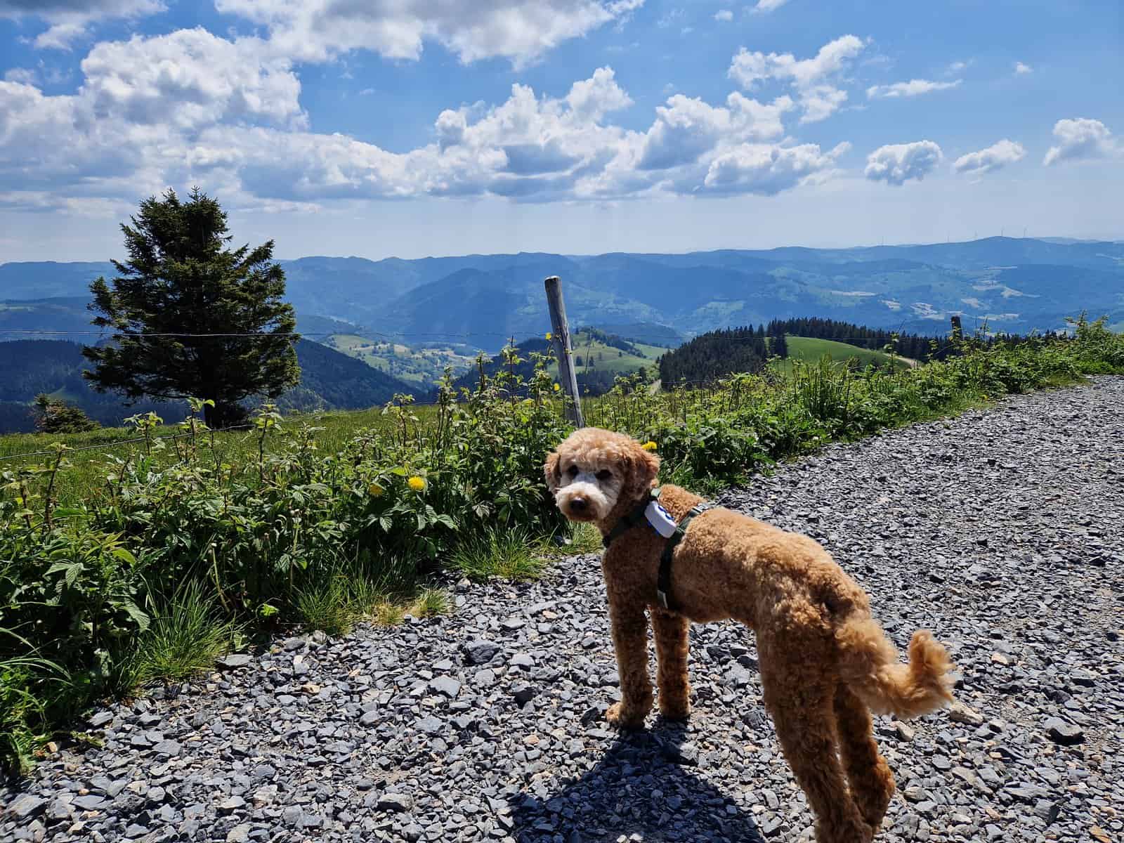 hiking first aid kit for dogs