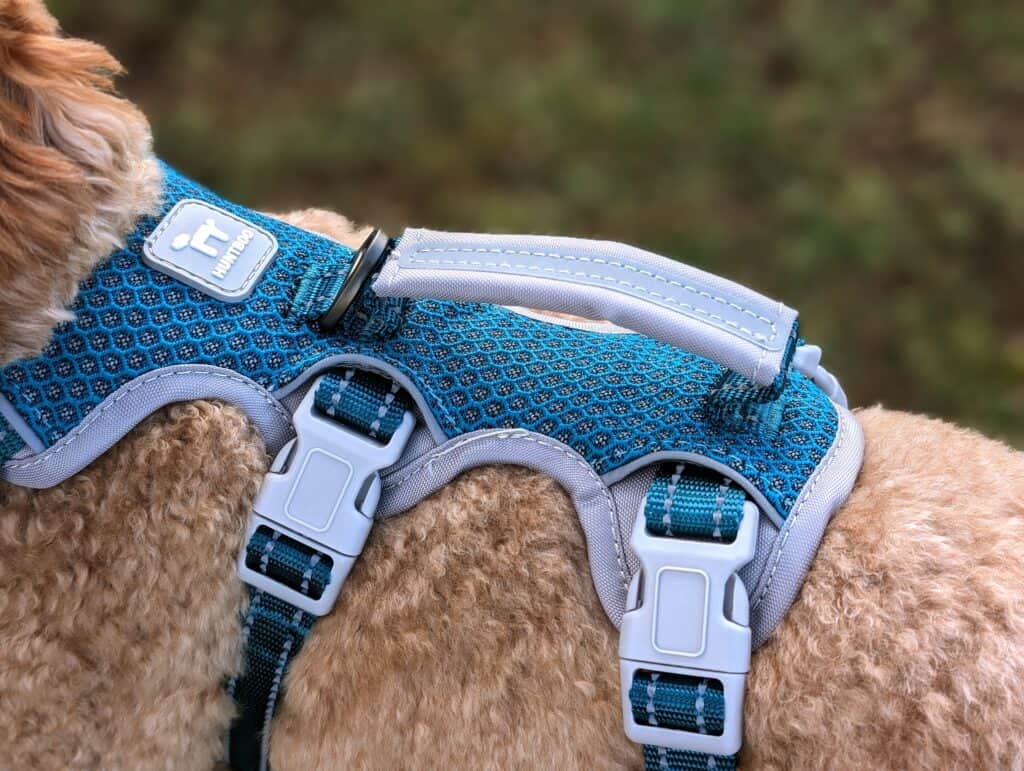 dog camping gear leash handle