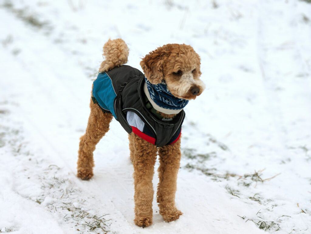 dog camping gear jacket