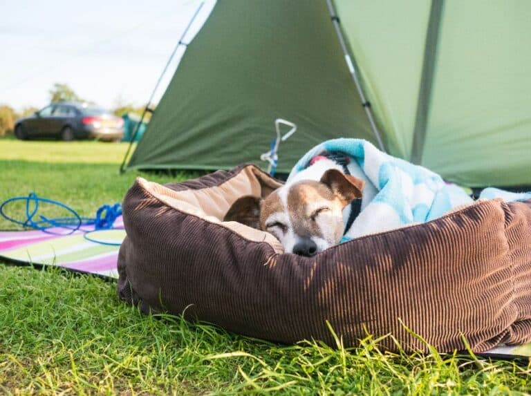 Dog Camping Gear: Must-Have Items for Your Canine Companion