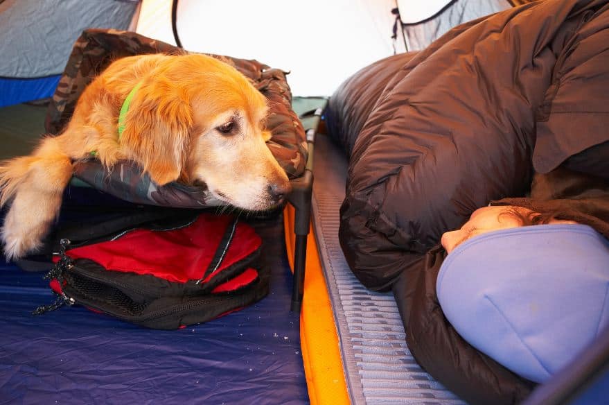 dog camping bed