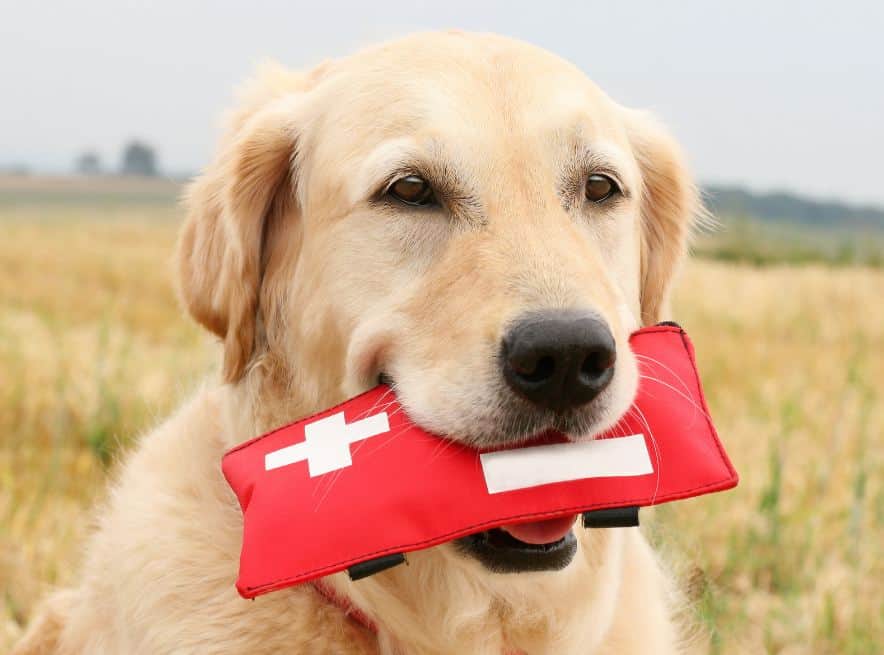 dog first aid kit