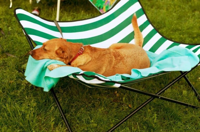 dog camping gear elevated bed