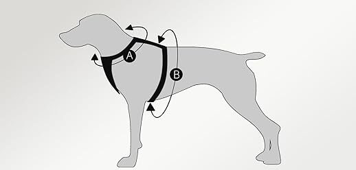 dog camping gear measure