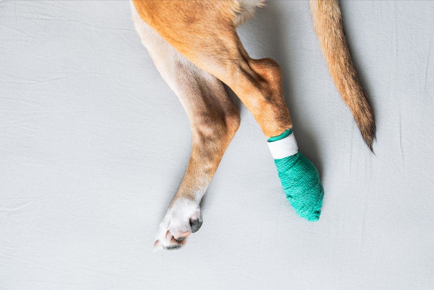 hiking dog first aid kit paw bandage