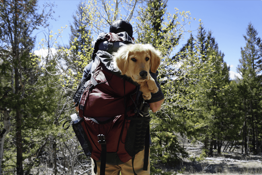 dog hiking backpack