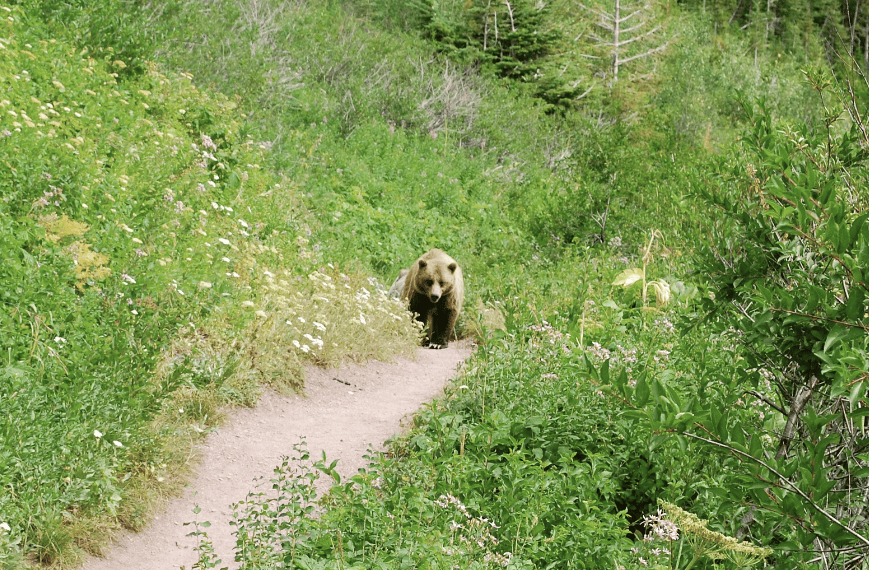 colo camping bear 