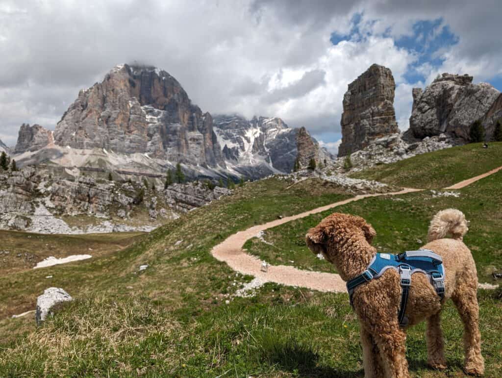 dog harness for hiking