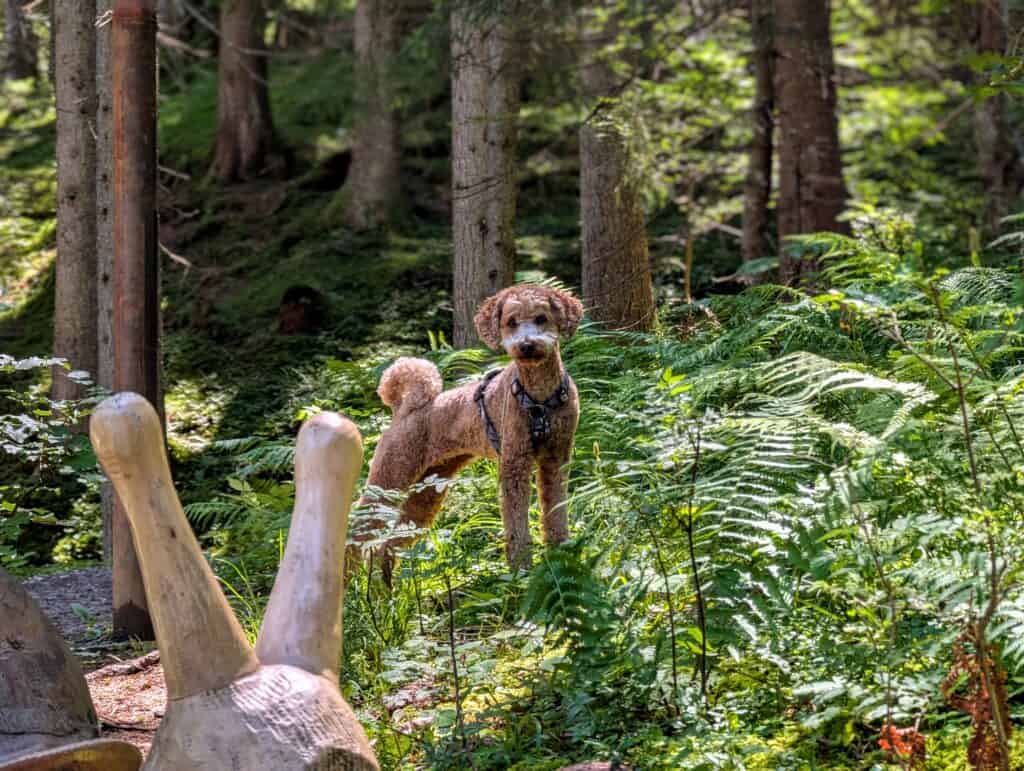 dog harness for hiking